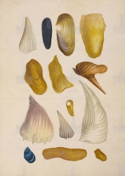  . . IX. . 8. . 90. . 1.
     - (Pinna),         (Pholas),     (Lithodomus gracilis),  (Ostrea),     (1- :   Modiola subramosa;   Ostrea folium;   Septifer bilocularis; 2- :    Pinna nigrina;    Pinna Rumphii;    Pholas striata;    Pinna Rumphii; 3- :    Modiola philippinarum (M. Rumphii);    Pinna alba;    Avicula croeca; 4- :   Pinna spec.;      Lithodomus gracilis  teres;   Modiola vagina;    Ostrea mytiloides) 
   . ,  
  37,527
  .:   . XLVI   .
  .: Maria Sibylla Merian: Leningrader Aquarelle. Leipzig, 1974. Bd. 2. S. 281-282  121 (), .  . 282-283.
17041705
