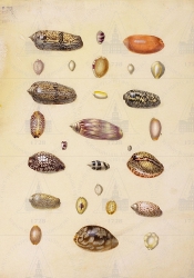  . . IX. . 8. . 96. . 1.
        (Cypraea),    ()  (Oliva) (1- :   Oliva maura;    Cypraea asellus;   Oliva erithostoma; 2- :    Cypraea annulus;    Cypraea globosus;   Cypraea erosa;    Cypraea margarita;     Cypraea nucleus; 3- :   Oliva maura fulminans;    Olivella lanceolata;   Oliva sanquinolenta; 4- :   Cypraea tabescens;    Oliva acuminata (  );     Cypraea scurra; 5- :     Cypraea oryza;   Cypraea felina [?]; 6- :    Cypraea mus ( -);   Oliva ispidula;    Cypraea  reticulata( ); 7- :   Cypraea cicercula; 8- :   Oliva guttata;   Cypraea helvola;   Cypraea erronea [?];    Oliva elegance; 9- :  :   Cypraea moneta;    Cypraea mauritanica;    Cypraea Isabella) 
   . ,  
  37,527,5
  .:   . XXXIX   ,  
  .: Maria Sibylla Merian: Leningrader Aquarelle. Leipzig, 1974. Bd. 2. S. 275-277  115 (), .  . 282-283
17041705
