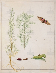  . . IX. . 8. . 17. . 1.
    -  (Artemisa abrotanum),   (Smerinthus ocellatus),  (Chalcididae gen. spec. [?]). 
   . ,  . 
  3830,5
  .:    .
     .
  .: Maria Sibylla Merian: Leningrader Aquarelle. Leipzig, 1974. Bd. 2. S. 215  51 (), .  . 217-218.
1690
