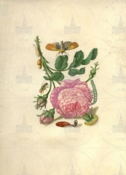  . . IX. . 8. . 145. . 1.
      (Rosa centifolia),   (Amphypira cinnamomea), - (Syrphus spec.),  (Aphididae gen. spec.). 
   . ,   
  26,419,5
  .:   .VI     .
  .: Maria Sibylla Merian: Leningrader Aquarelle. Leipzig, 1974. Bd. 2. S. 195-197  28 (), .  . 200-201.
  1683 
