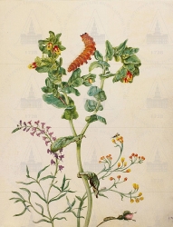 . . IX. . 8. . 39. . 1.
      (Linaria bipartita),   (erinthe major),  ,  (Helichrysum arenarium),   (Rosa centifolia var. muscosa),  ,   (Tenthredinidae gen. spec.) 
   . ,  .
  38,231
  .:          
  .: Maria Sibylla Merian: Leningrader Aquarelle. Leipzig, 1974. Bd. 1. Taf. 2. 
1705 
