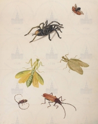  . . IX. . 8. . 63. . 1.
     , - (Avicularia avicularia), - (Mantis praecaria), - (Cerambycidae gen. spec.). 
   . ,  .
  3830,6
  .: -     . 18, -      . 66 .
  .: Maria Sibylla Merian: Leningrader Aquarelle. Leipzig, 1974. Bd. 2. S. 235-237  71 (), .  . 240-241.
16991701
