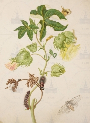  . . IX. . 8. . 34. . 1.
     (Gossypium hirsutum),   (Helicopis cupido),        (Ecpantherif icasia) 
   . ,  
  4030,3
  .:   . 10 
1702 
